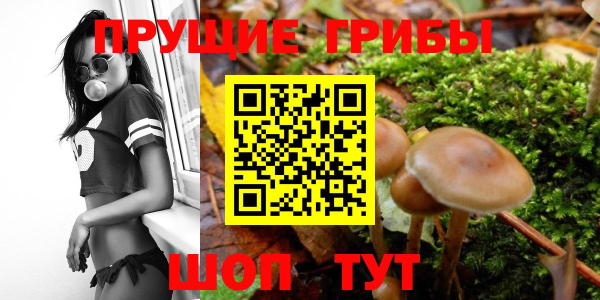 Георгиевск  Псилоцибиновые грибы Psilocybine cubensis  Вход с VPN 